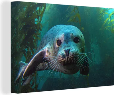 Obrázek produktu pro OneMillionCanvasses® - Obrazy na plátně - 140x90 cm, Mořské řasy - Voda - Tuleň, Nástěnné umění Vytisknout Nástěnná dekorace