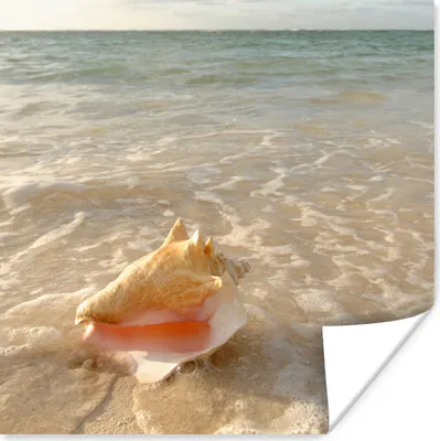 Produktbild von MuchoWow® Poster Muschel - Meer - Himmel 75x75 cm - Wand Dekoration