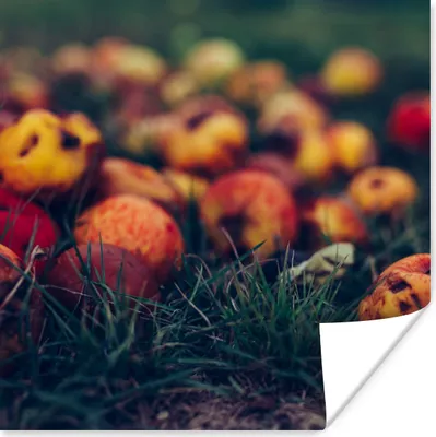 Produktbild von MuchoWow® Poster Landdekoration - Herbst - Apfel - Obst 100x100 cm - Babyzimmer