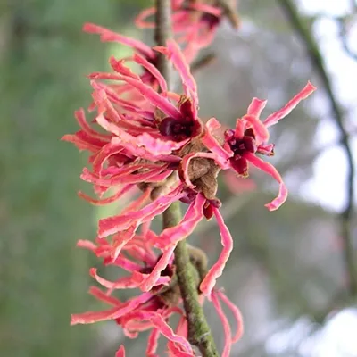 Obrázok produktu pre Čarovník - Hamamelis intermedia 'Ruby Glow' | 40-60 cm v kontajneri