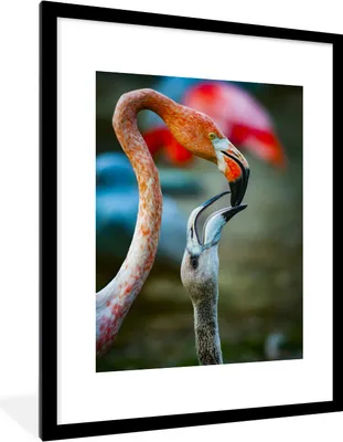 Produktbild von MuchoWow® MuchoWow® Gerahmtes Poster Flamingos - Vögel - Porträt 60x80 cm - Poster mit zchwarzem Bilderrahmen - Wohnzimmer - Dekorationen - Prämie