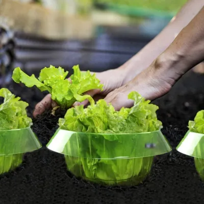Image de Collier anti-limaces, protection contre les limaces, pour repousser les limaces - protège les plantes contre les dégâts causés par les animaux, 10 pièces, vert,