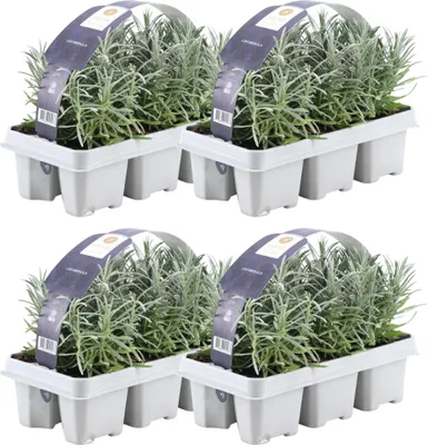 Produktbild von Lavendel 4 x 6er set - 24 x Ø7 cm - ↕15 cm - Lavendelpflanzen winterhart - Frisch aus der Gärtnerei geliefert