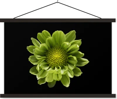 Produktbild von MuchoWow® Textilposter Eine Nahaufnahme der Chrysanthemenblüte vor schwarzem Hintergrund 150x100 cm mit schwarzem Rahmen - Schlafzimmer