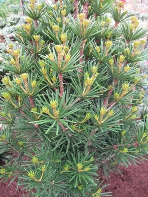 Produktbild von Sciadopitys verticillata Beauty Green - japanische Schirmtanne 30-40