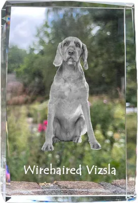 Immagine prodotto di Vizsla - cristallo con foto di cane, foto in vetro, moderna esposizione fotografica del marchio Art-Dog