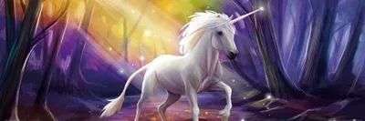 Produktbild von Einhörner Kunstdruck Bild - Das Einhorn Im Zauberwald (30 x 91 cm)