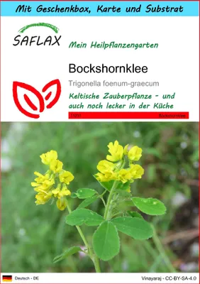 Produktbild von SAFLAX Geschenk Set - Bockshornklee - Trigonella foenum-graecum - 100 Samen - Mit Geschenkbox, Versandaufkleber, Geschenkkarte und Anzuchtsubstrat