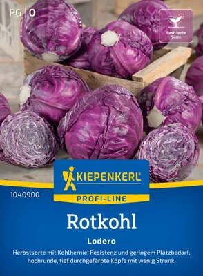 Produktbild von Kiepenkerl Rotkohlsamen Lodero F1 Brassica oleracea capitata rubra 12 Pflanzen