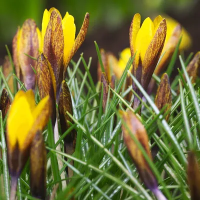 Produktbild von Blumenzwiebeln Blumen Zwiebeln Crocus Frühlingskrokus Golden Nugget 5 St.