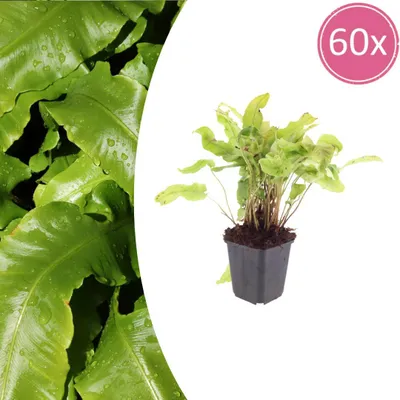 Zdjęcie produktu dla Asplenium scolopendrium | 60 sztuk - 10-25cm - Ø9cm - Roślina ogrodowa