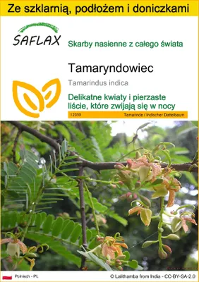 Zdjęcie produktu dla SAFLAX - Zestaw do uprawy - Tamaryndowiec - 4 Nasiona - Z mini szklarnią, podłożem uprawowym i 2 doniczkami - Tamarindus indica
