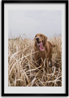 Produktbild von Bild - Bilderrahmen - 50 cm x 70 cm - MDF - Rahmen - Wandkunst Goldener Apportierhund