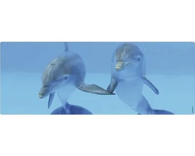 Produktbild von Badrückwand mySPOTTI aqua Delphin 120x45 cm