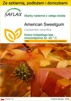 Zdjęcie produktu dla SAFLAX - Zestaw do uprawy - American Sweetgum - 100 Nasiona - Z mini szklarnią, podłożem uprawowym i 2 doniczkami - Liquidamber styraciflua