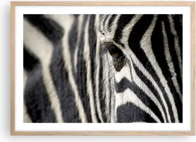 Produktbild von Gerahmtes Poster - Rahmen in heller Eiche - Zebra Streifen Tierwelt Safari - 70x50 cm - Wand Bild - Wanddeko - Wandbilder - Wandposter - Bilderrahmen - Bilder - Kunstdruck - Wandbild - P2NAA70x50-2195