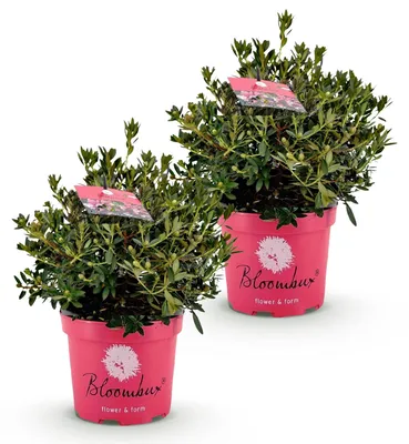 Produktbild von Zwerg - Gartenpflanze 23cm Staude Blühpflanze Beetpflanze - Balkonpflanze
