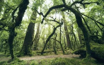 Produktbild von Sanders & Sanders Fototapete Wald Grün 450 x 280 cm