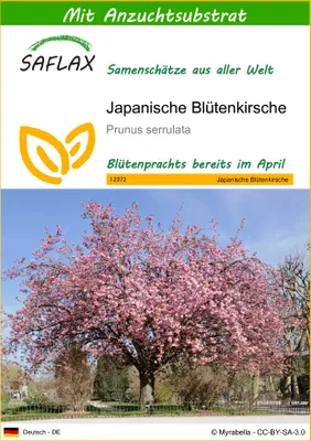 Produktbild von SAFLAX - Japanische Blütenkirsche - Prunus serrulata - 30 Samen - Mit keimfreiem Anzuchtsubstrat