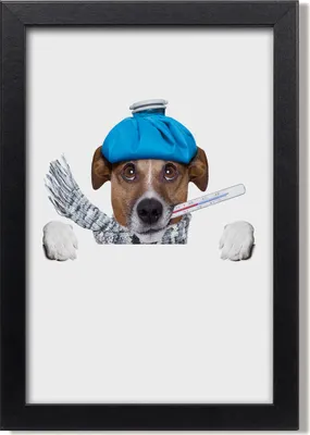 Produktbild von Bild 20x30 MDF-Rahmen, Wandkunst Kranker Hund
