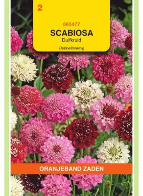 Imagen del producto de Semillas de Scabiosa Atropurpurea (Flor de Escabiosa), variedad "Oranjeband", para cultivo en macetas o jardines. Paquete de semillas