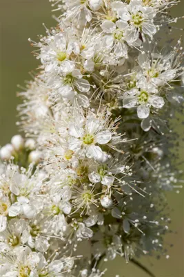 Produktbild von Sorbaria sorbifolia, Fiederspiere, weiß, 70–90 cm