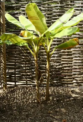 Produktbild von Darjeeling Banane - 10 Samen