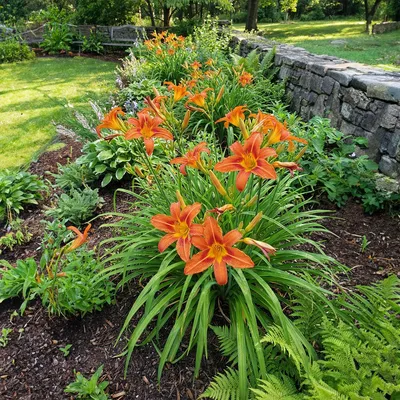 Produktbild von 6x Hemerocallis Sammy Russell P9H20