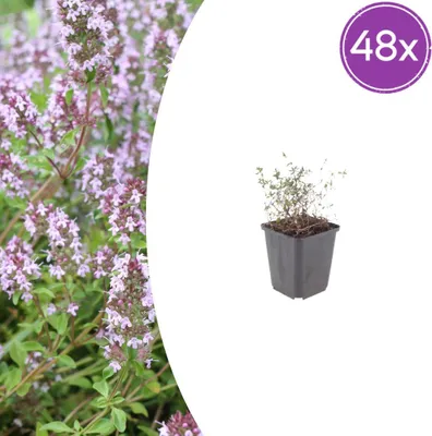Produktbild von Thymus vulgaris – Echter Thymian – 9-cm-Topf – 10–25 cm – Set mit 48 Pflanzen