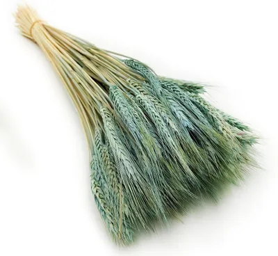 Produktbild von Triticale Getrocknete - Minzgrüne