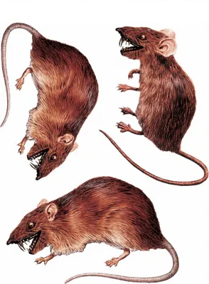 Produktbild von 3D Ratten Sticker-Set - Halloween-Deko Indoor
