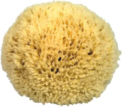 Produktbild von Naturschwamm aus dem Mittelmeer in , Größe 27 cm