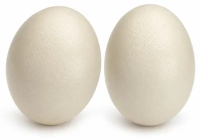 Produktbild von 2 Stück Straußeneier Natur, entleert, gereinigt & desinfiziert, ca. 15-17cm lang, Ø 10-12cm, Deko-Eier