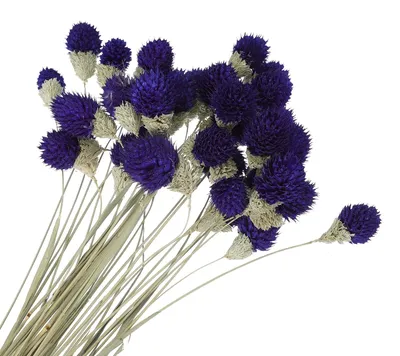 Productafbeelding van 30 stuks donkerpaarse gedroogde bloemen voor decoratie
