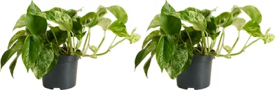 Image de Bloomique - Lot de 2 - Epipremnum Marble Queen - Plante suspendue - Convient également comme plante grimpante - Plante d'intérieur - Purificateur d'air - Facile d'entretien - Hauteur 15-20 cm - Pot 12 cm