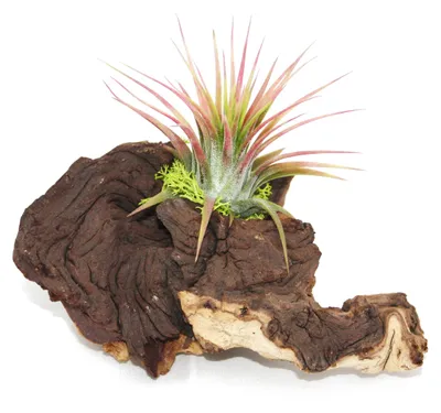 Obrázek produktu pro Tillandsia na Mopani Root - S - 1 rostlina
