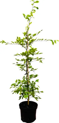 Produktbild von Carpinus betulus, Hainbuche, 80–100 cm, 3 Liter Topf