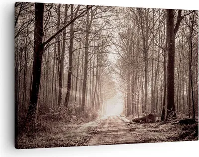 Produktbild von Bild auf Leinwand - Leinwandbild - Wald Straße Baum - 70x50cm - Wand Bild - Wanddeko - Wandbilder - Leinwanddruck - Bilder - Kunstdruck - Wanddekoration - Leinwand bilder - Wandkunst - AA70x50-3620