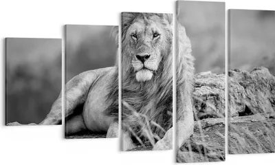 Produktbild von Bild auf Leinwand - Leinwandbild - Löwe Tier Natur - 100x60cm - Wand Bild - Wanddeko - Wandbilder - Leinwanddruck - Bilder - Kunstdruck - Wanddekoration - Leinwand bilder - Wandkunst - EG100x60-3931