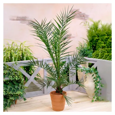 Produktbild von Phönix Canariensis - Kanarische Dattelpalme für den Außenbereich, winterhart, Palmen für Garten, Terrasse und Balkon, im 19 cm Topf