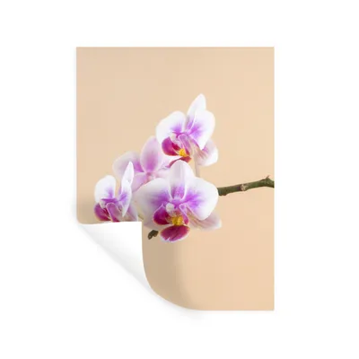 Produktbild von MuchoWow® Wandtattoo Wandsticker Wandaufkleber Weiße und rosa Orchidee 90x120 cm Selbstklebend und Repositionierbar - Faltenfrei