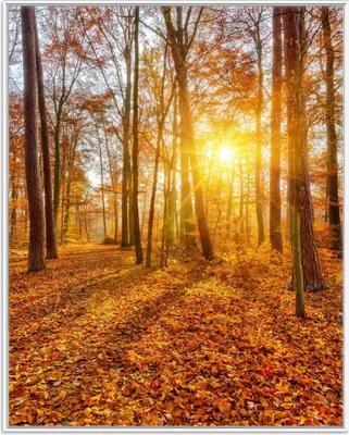 Produktbild von Wallario Wandbild Sonnenuntergang im herbstlichen Wald, Größe: 40,30 x 50,30 cm, Poster mit weißem Aluminiumrahmen