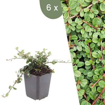 Image de Plants by Frank | 6 Plantes de cotoneaster | Cotoneaster prostratus 'Queen of Carpet' | Couvre-sol rustique | Vivaces rustiques | Plantes de jardin