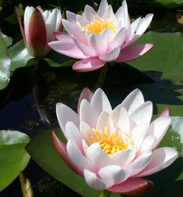 Produktbild von Seerose ´MARLIACEA ROSEA´ Cont. 1 l