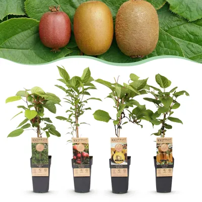 Zdjęcie produktu dla Actinidia Weiki & Hayward, Ken,s Red, Golden Kiwi - roślina Kiwi - 1 samiec - 3 samice - rośliny - zielono-czerwono-żółte - 40-50cm - Ø15cm - Roślina ogrodowa
