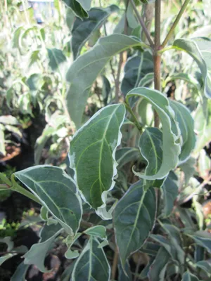 Produktbild von Cornus kousa Teresa - Japanischer Blumenhartriegel - 40-60cm