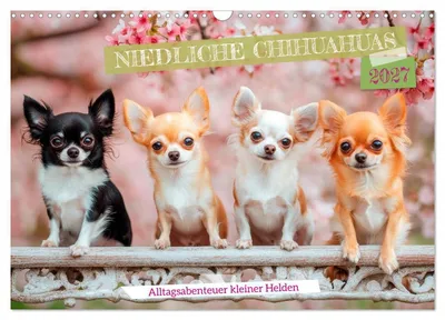 Produktbild von Niedliche Chihuahuas (Wandkalender 2027 DIN A3 quer), CALVENDO Monatskalender