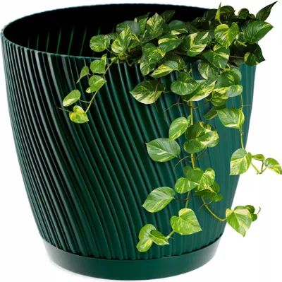 A green plant pot with a trailing plant.