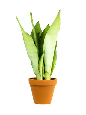 Obrázok produktu pre Gardners Sansevieria trifasciata Moonshine, priemer 9 cm