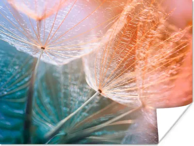 Produktbild von MuchoWow® Poster Blume - Löwenzahn - Pflanze 160x120 cm - Foto Plakat